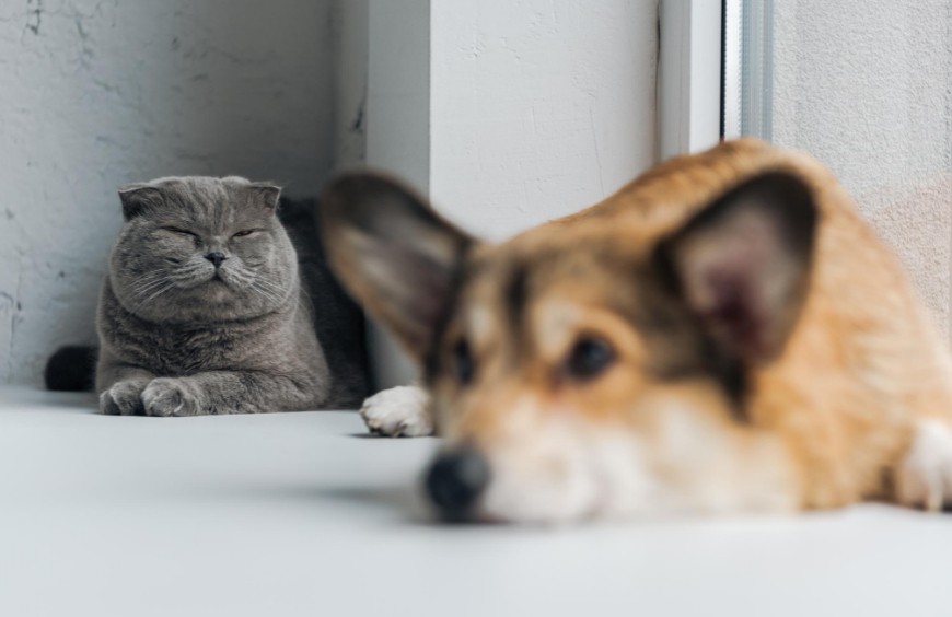 Parásitos internos en perros y gatos