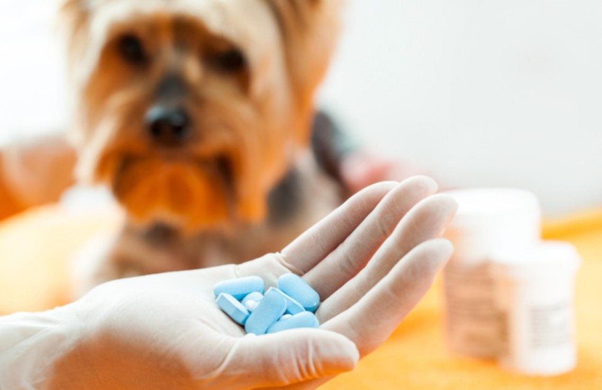Medicamentos humanos para perros