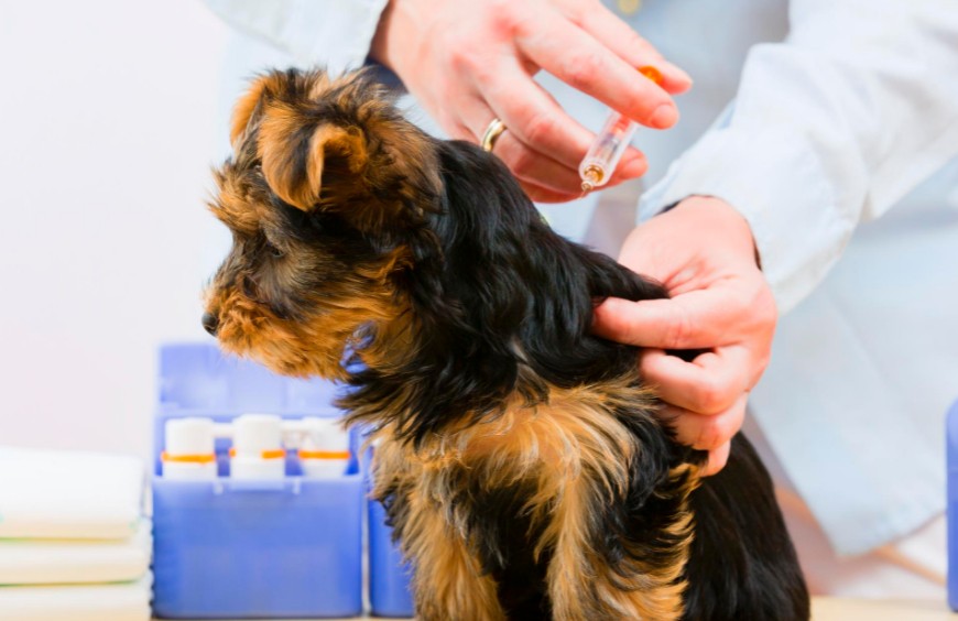 ¿Qué vacunas tengo que ponerle a mi perro?