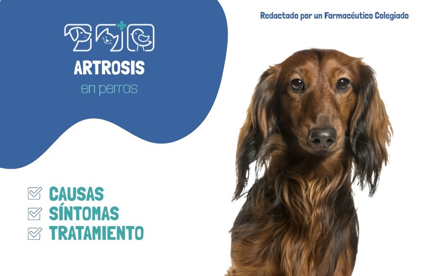 Artrosis en perros: Causas, Síntomas y Tratamiento